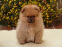 POM10  FEMMINA DI POMERANIA