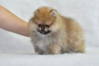 POM7    FEMMINA DI POMERANIA