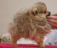 POM8 BELLISSIMO MASCHIO DI POMERANIA IN CONSEGNA