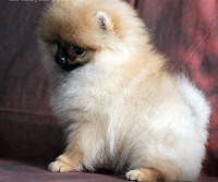 POM9 FEMMINA DI POMERANIA