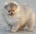 POM1  MASCHIETTO DI POMERANIA 