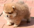 POM2  FEMMINA DI POMERANIA