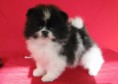  POM6 MASCHIO DI POMERANIA