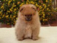 POM10  FEMMINA DI POMERANIA