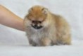 POM7    FEMMINA DI POMERANIA