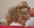 POM8 BELLISSIMO MASCHIO DI POMERANIA IN CONSEGNA