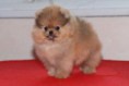 POM5 MASCHIO DI POMERANIA